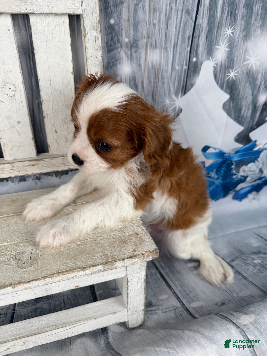 Cavalier King Charles Spaniel dogs for sale: Slash - Ad 2