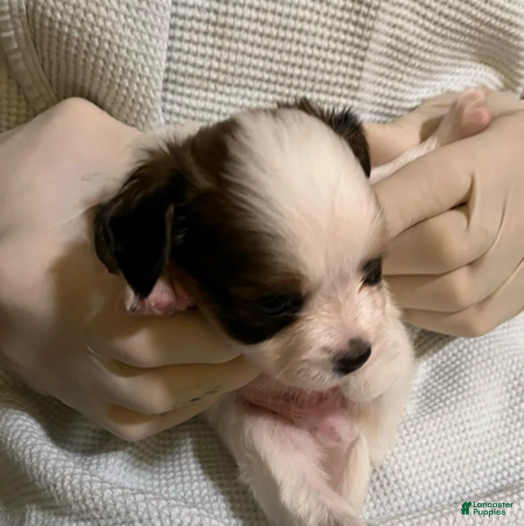 Papillon dogs for sale: Bubba - Ad 3