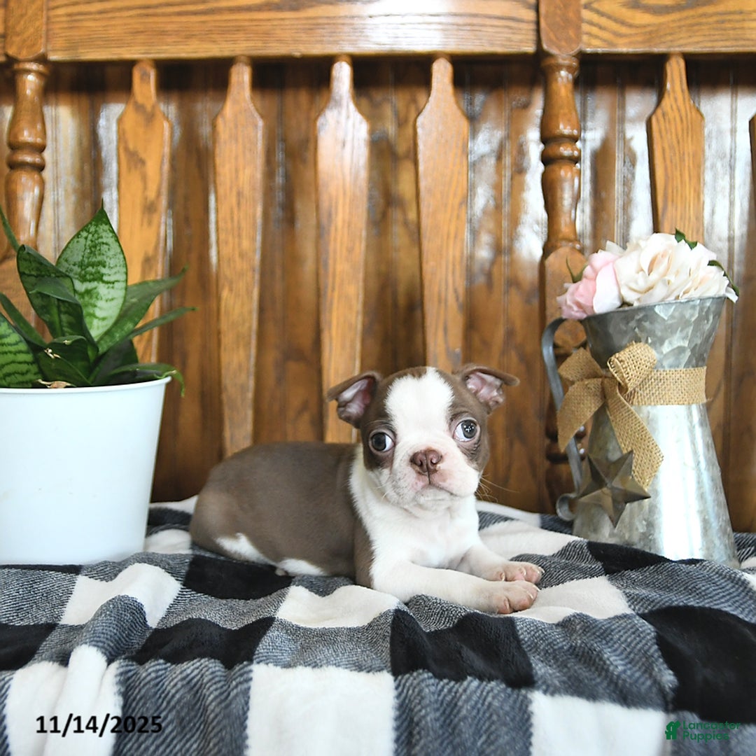 Boston Terrier dogs for sale: Trent - Ad 9