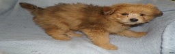 Pomapoo dogs for sale: Pomapoo Puppy 3 Paxton - Ad 3