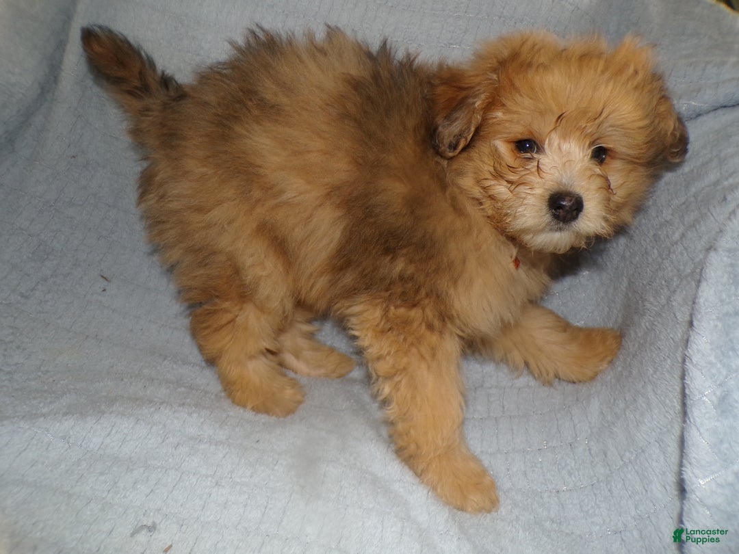 Pomapoo dogs for sale: Pomapoo Puppy 3 Paxton - Ad 3