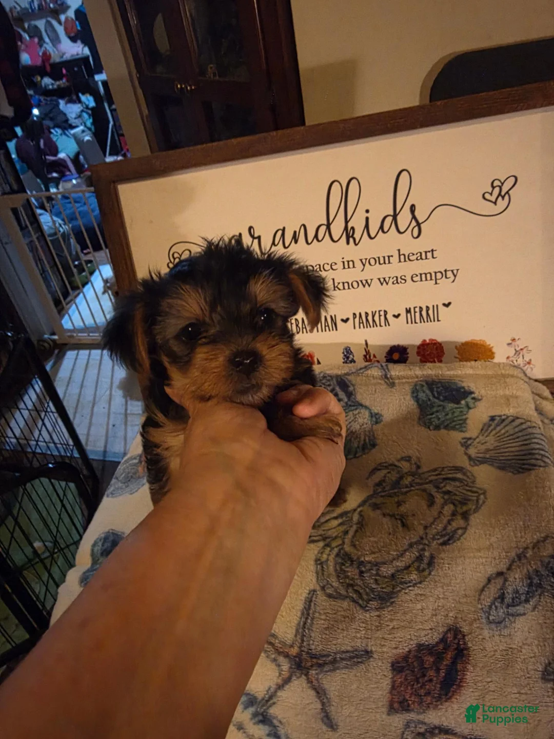 Yorkshire Terrier dogs for sale: Yorkshire Terrier 1 - Ad 9