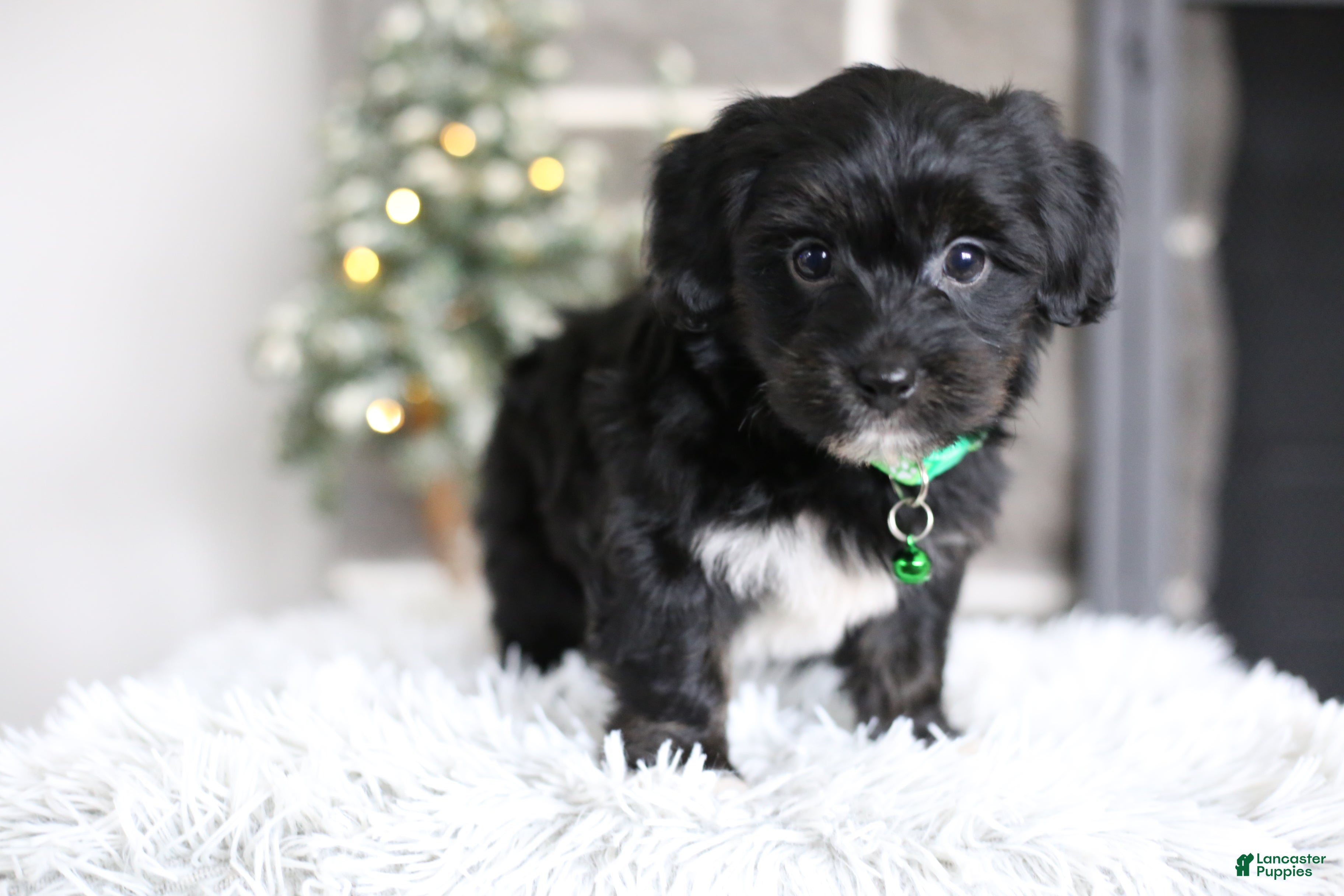 Yorkiepoo dogs Winston - Ad 20