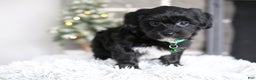 Yorkiepoo dogs for sale: Winston - Ad 1