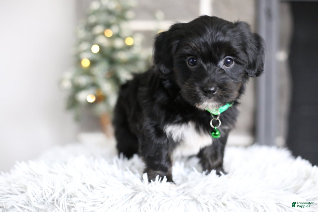 Yorkiepoo dogs for sale: Winston - Ad 1