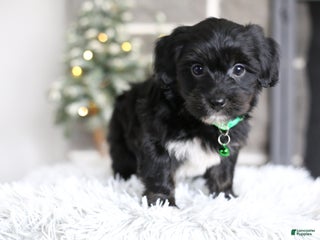 Yorkiepoo dogs Winston - Ad 20