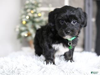 Yorkiepoo dogs Winston - Ad 42