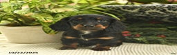Miniature Dachshund dogs for sale: Felicity  - Ad 8