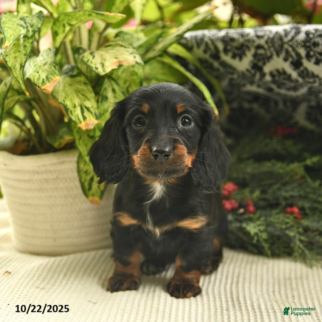 Miniature Dachshund dogs for sale: Felicity  - Ad 8