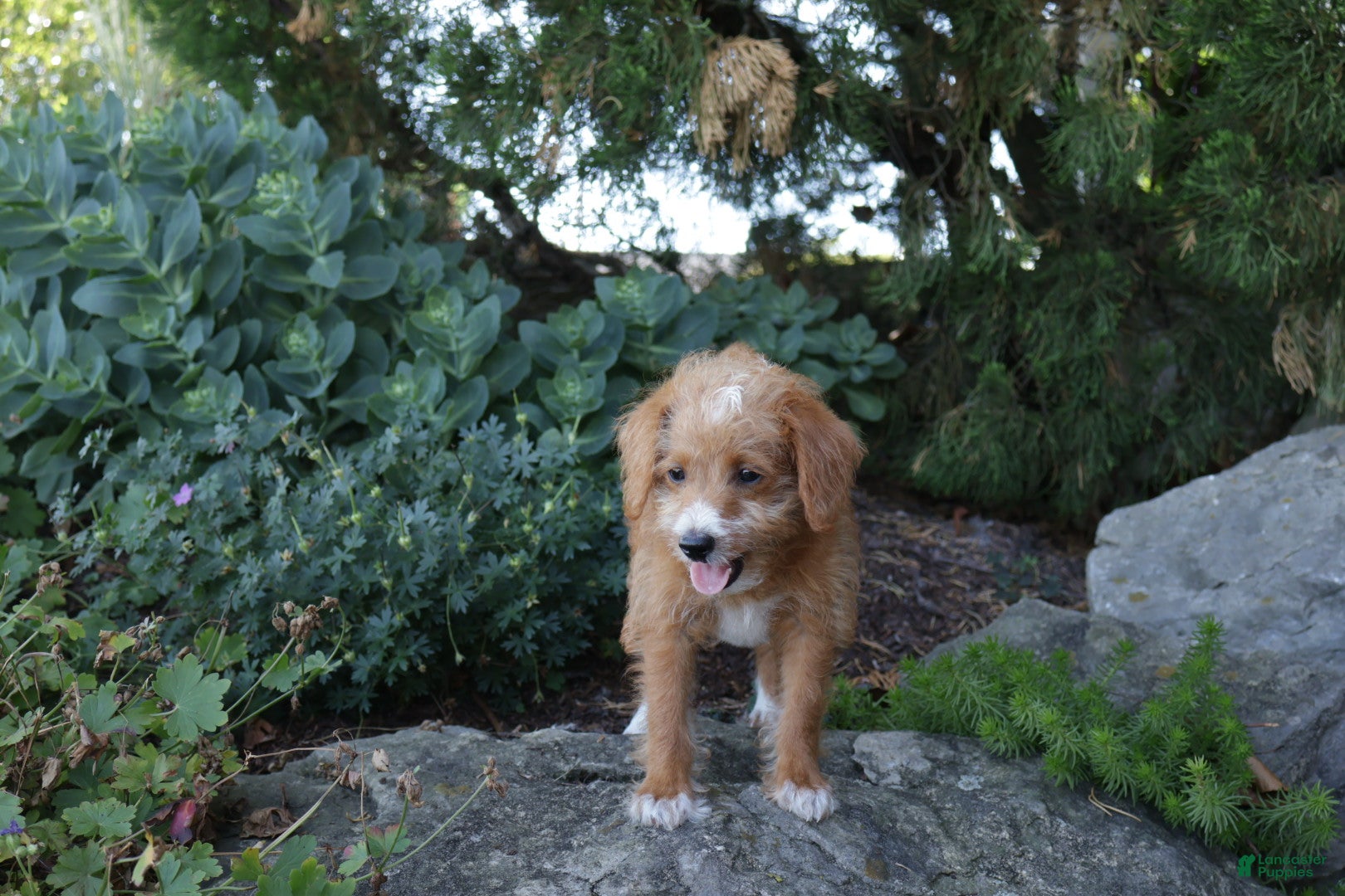 Cavapoo dogs Caramel - Ad 2