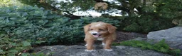 Cavapoo dogs for sale: Caramel - Ad 21