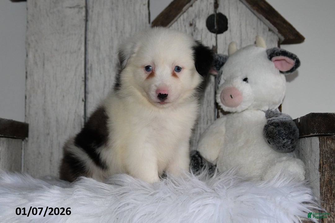 Miniature Australian Shepherd dogs for sale: Dori - Ad 1
