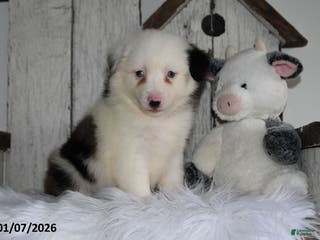 Miniature Australian Shepherd dogs Dori - Ad 13