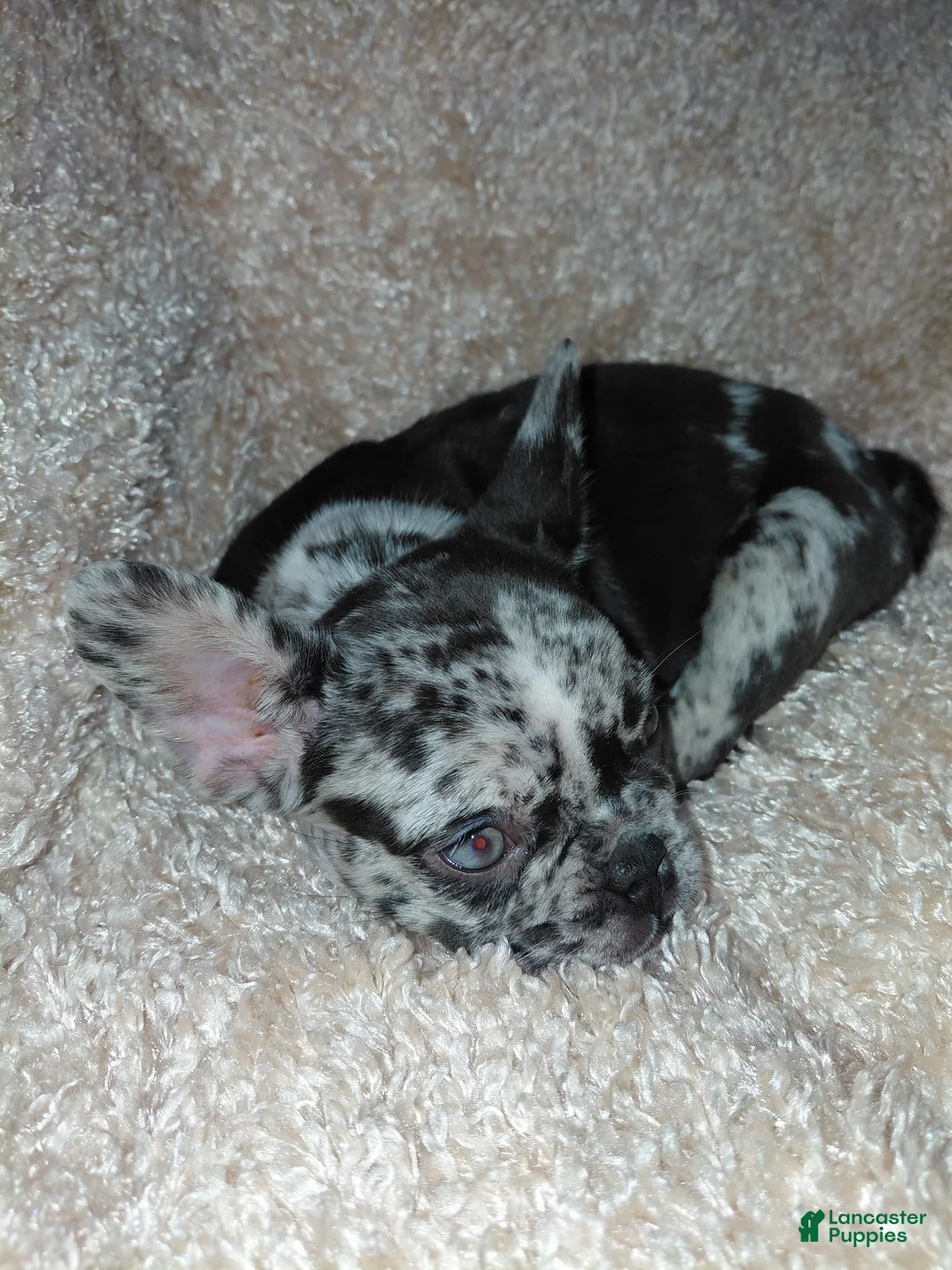 French Bulldog dogs for sale: French Bulldog 1 - Ad 2