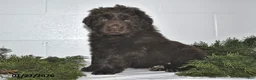 Newfoundland dogs for sale: Mindy - Ad 1
