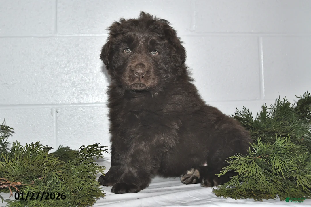 Newfoundland dogs for sale: Mindy - Ad 1