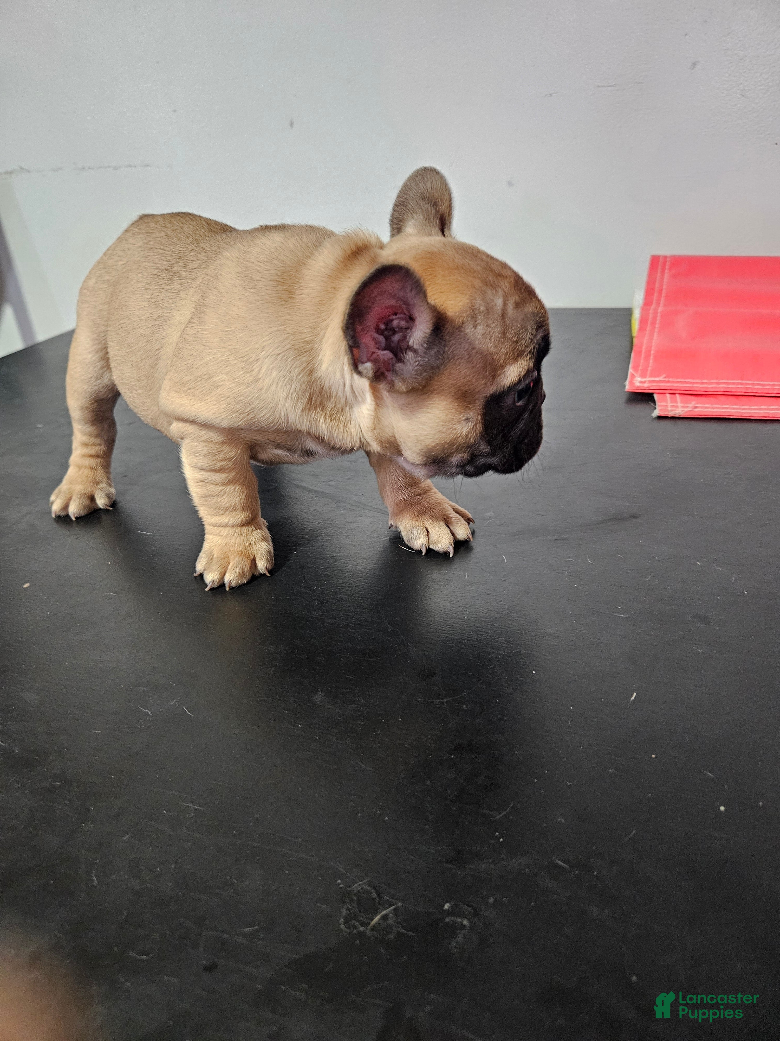 French Bulldog dogs for sale: French Bulldog Puppy 1 - Ad 1