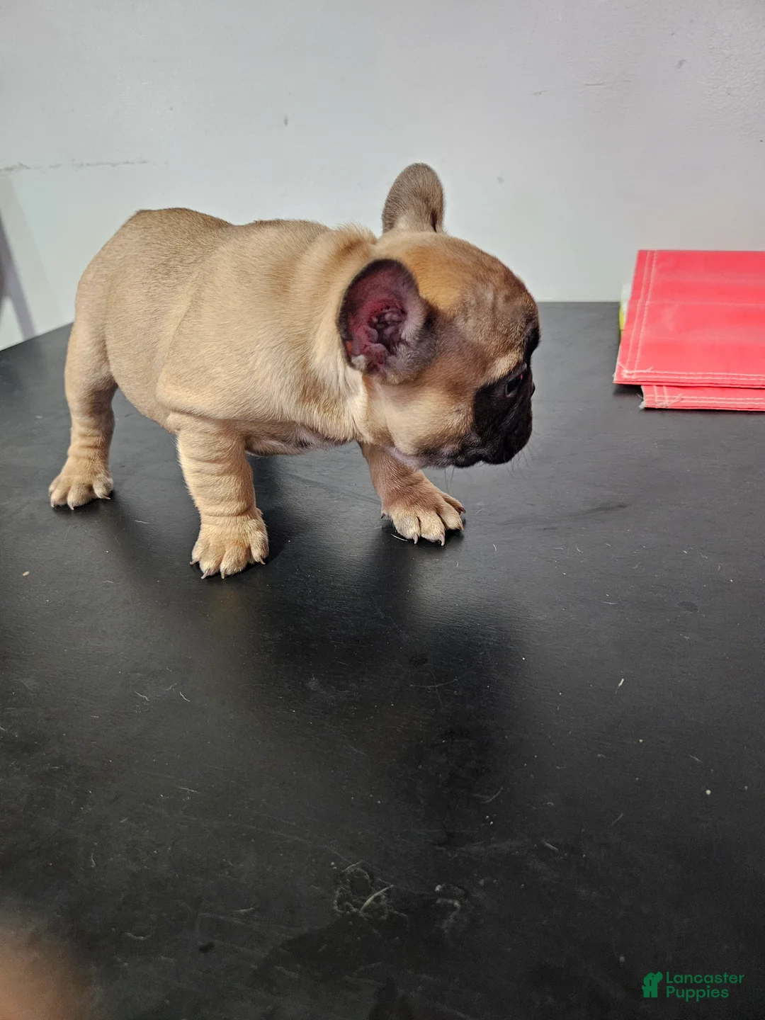 French Bulldog dogs for sale: French Bulldog Puppy 1 - Ad 1