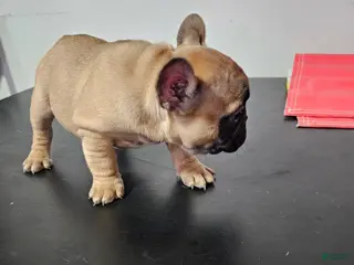 French Bulldog dogs for sale: French Bulldog Puppy 1 - Ad 1