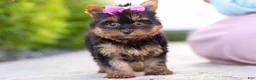Yorkshire Terrier dogs for sale: Lola - Ad 3