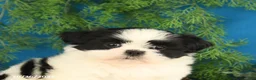 Shih Tzu dogs for sale: Cookie - Ad 5