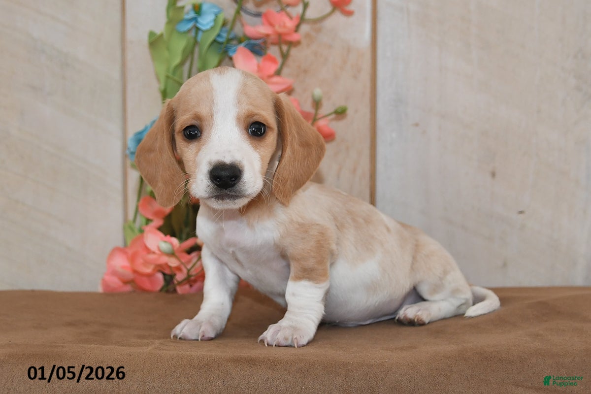 Miniature Dachshund dogs Twinky - Ad 41