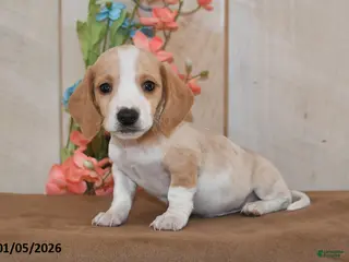 Miniature Dachshund dogs Twinky - Ad 12