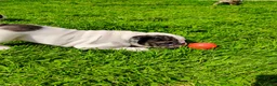 English Bulldog dogs for sale: Aspen  - Ad 2