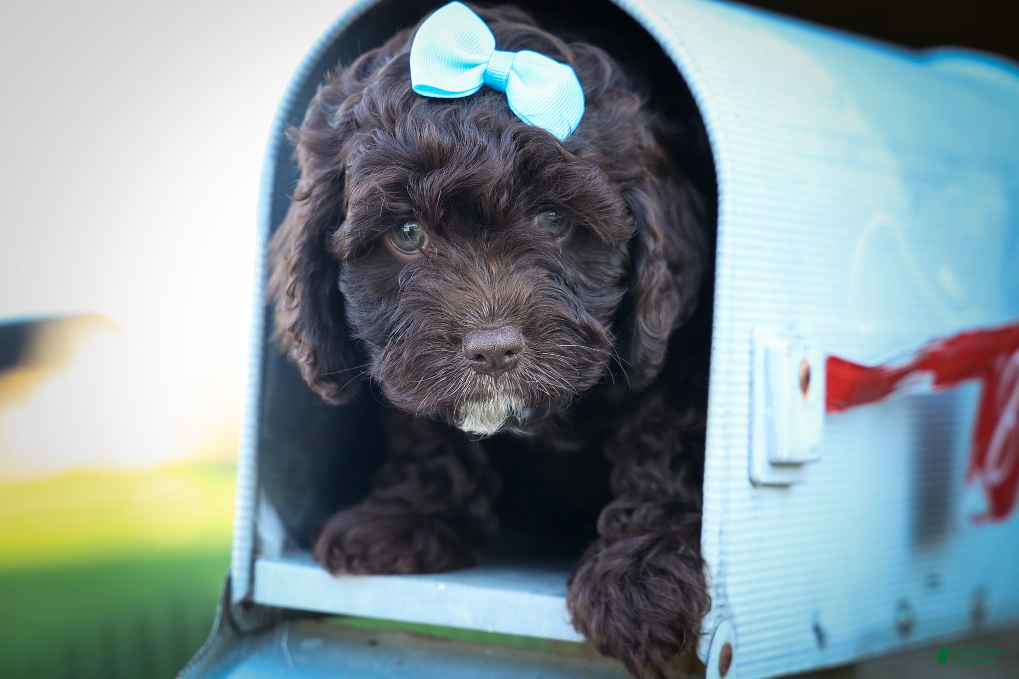 Cavapoo dogs COCOA - Ad 2