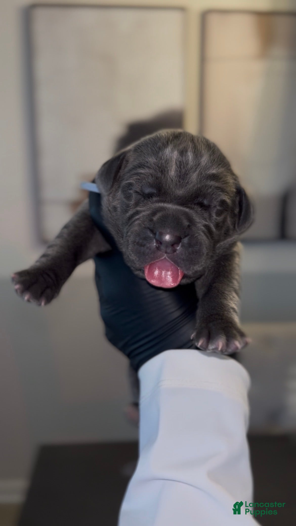 Cane Corso dogs Valor - Ad 1