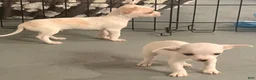 Chihuahua dogs for sale: Chihuahua 3 - Ad 13