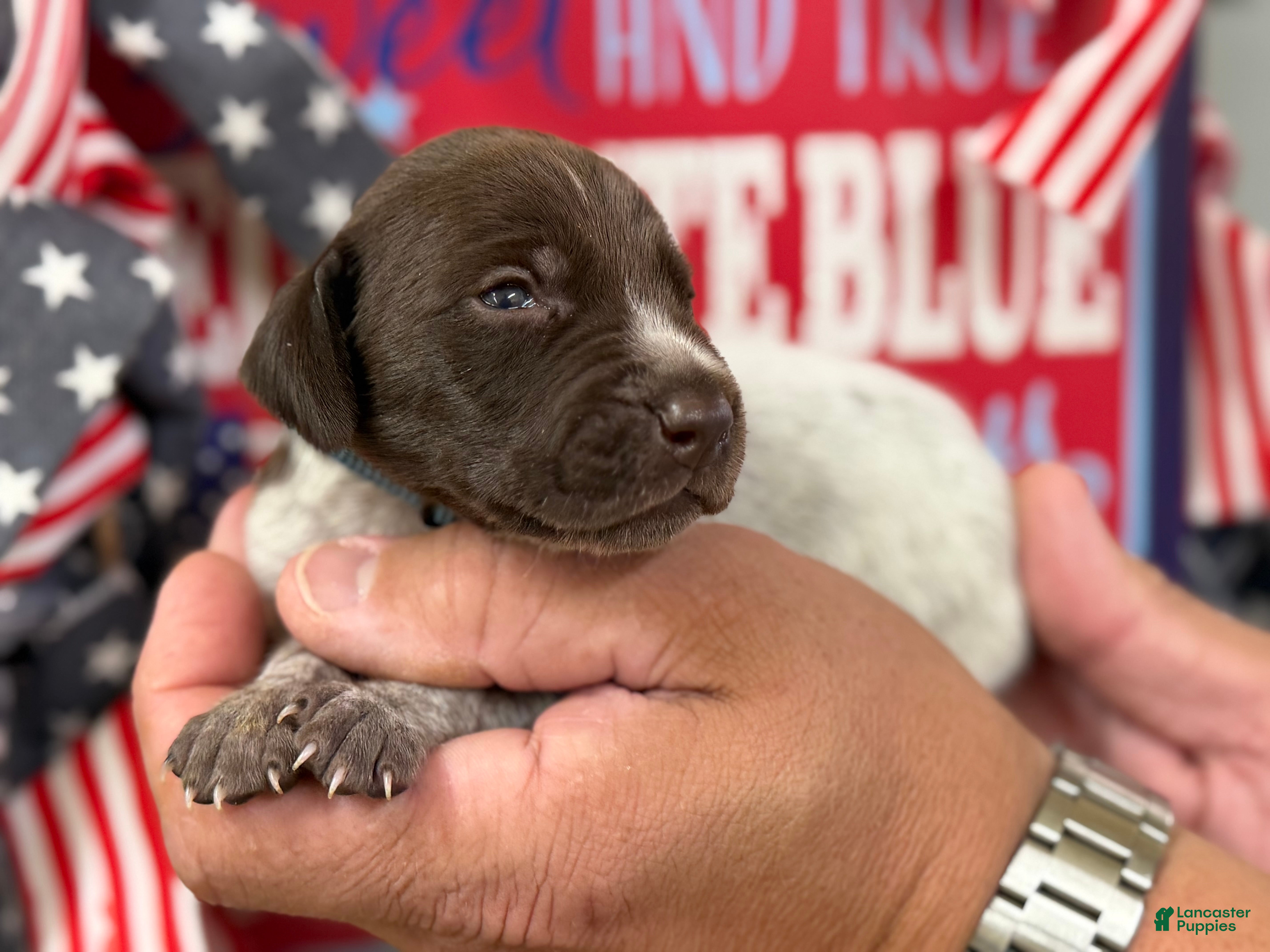 German Shorthaired Pointer dogs Brave  - Ad 2