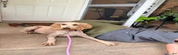 Labrador Retriever dogs for sale: Labrador Retriever 1 - Ad 14