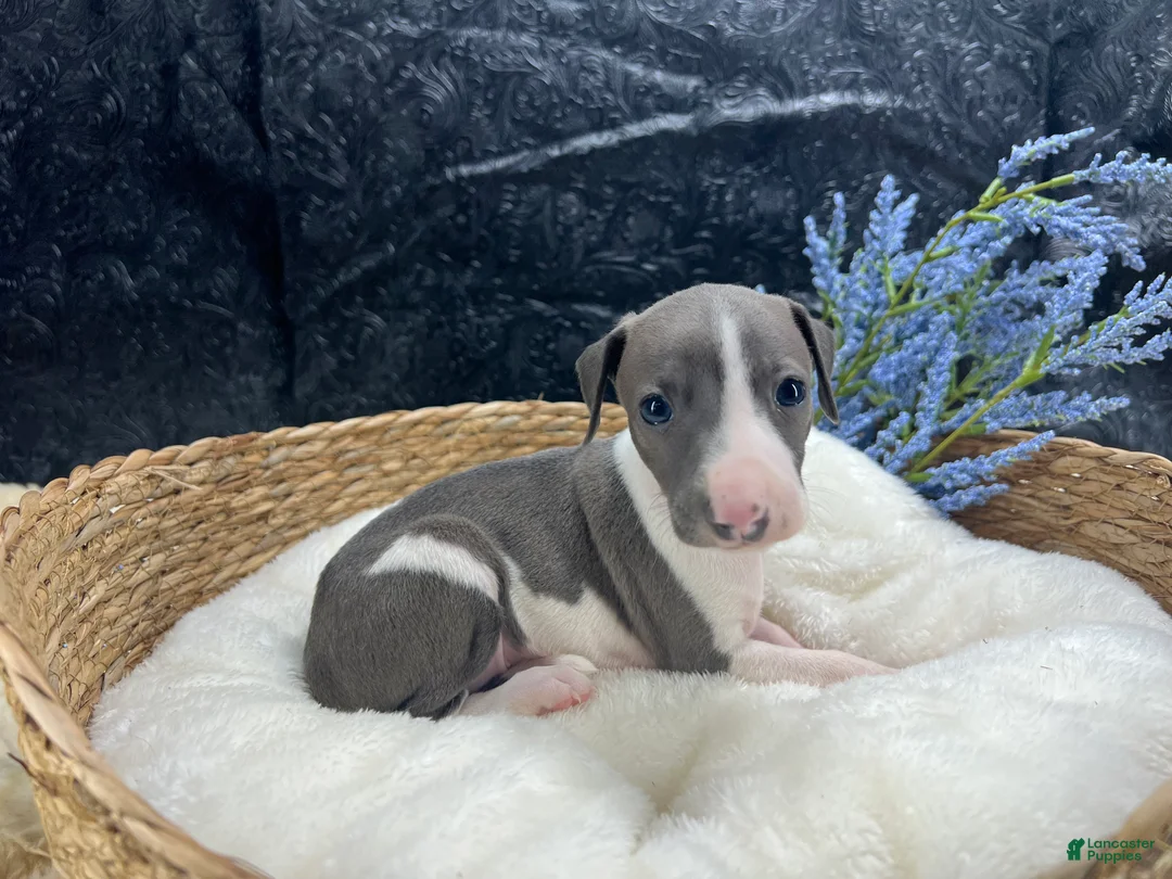 Italian Greyhound dogs for sale: Italian Greyhound 3 - Ad 8