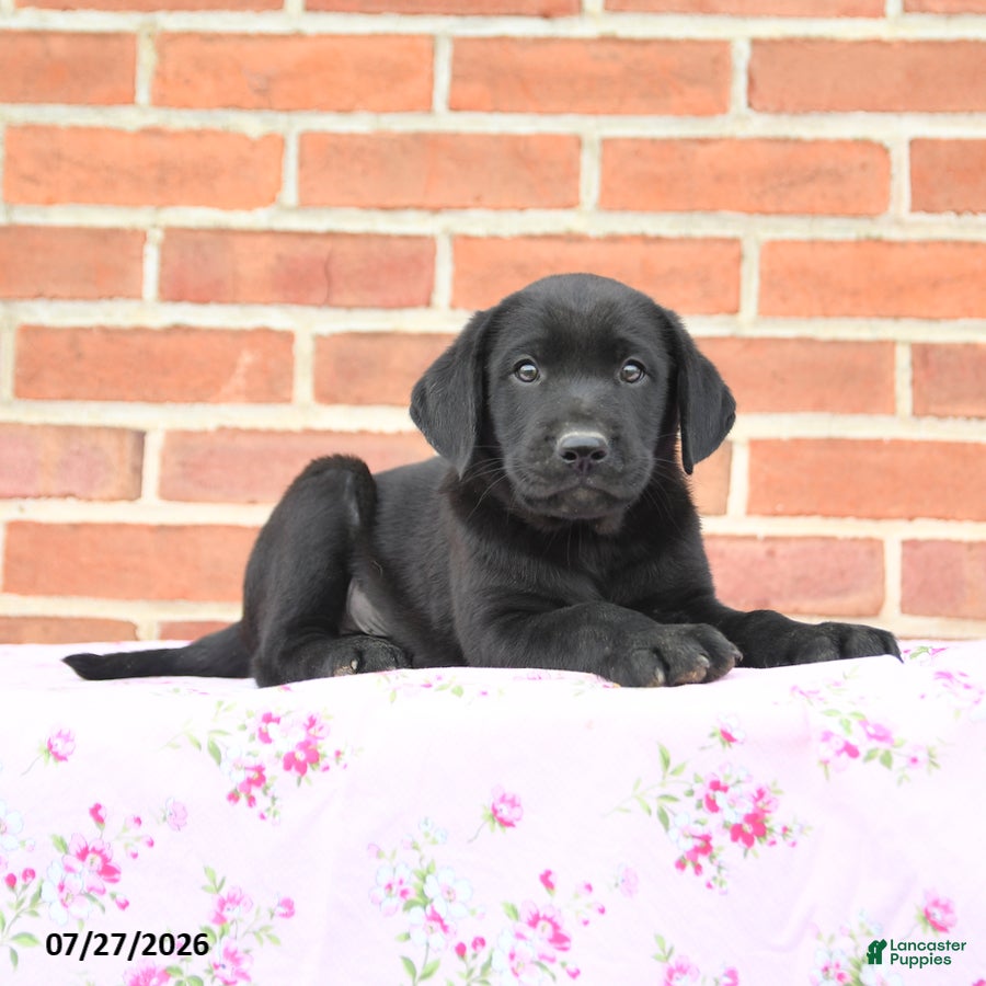 Labrador Retriever dogs Perry - Ad 2