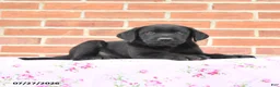 Labrador Retriever dogs for sale: Perry - Ad 2