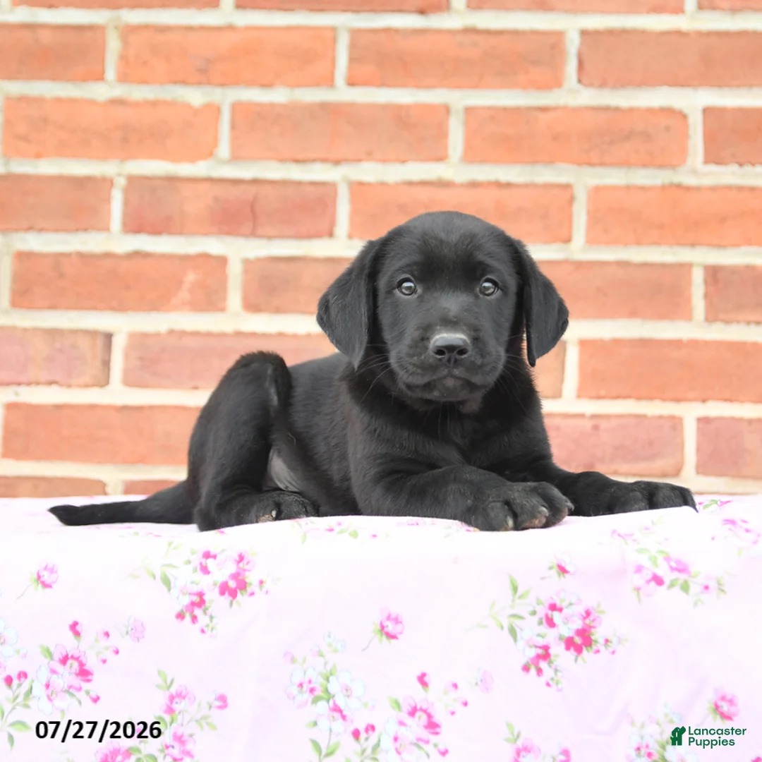 Labrador Retriever dogs for sale: Perry - Ad 2