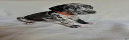 Great Dane dogs for sale: Teddy- orange  - Ad 5