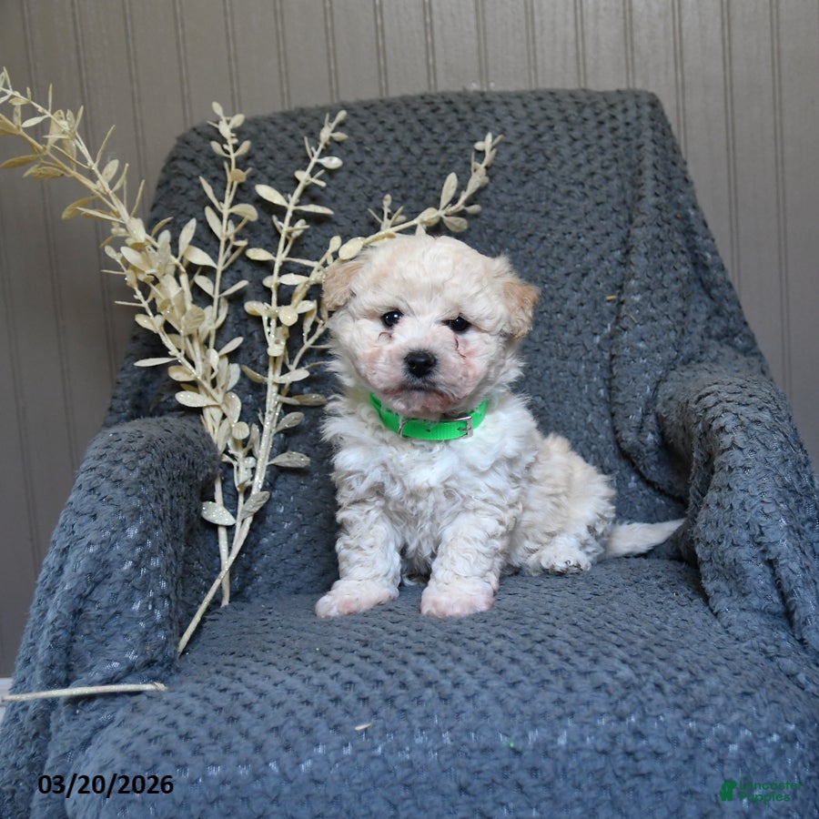 Bichon Frise dogs Sammy - Ad 2