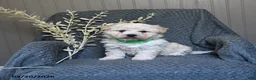 Bichon Frise dogs for sale: Sammy - Ad 2