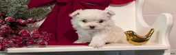 Maltese dogs for sale: King - Ad 5