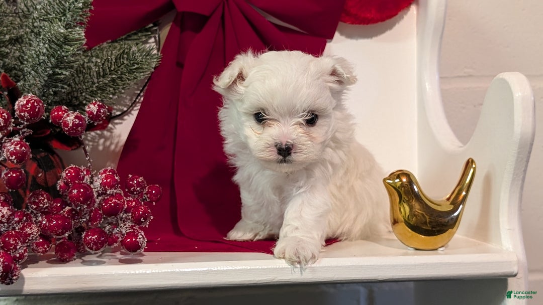 Maltese dogs for sale: King - Ad 5