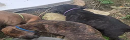 Cane Corso dogs for sale: Cane Corso 1 - Ad 16