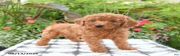 Toy Poodle dogs for sale: Rose - Ad 5