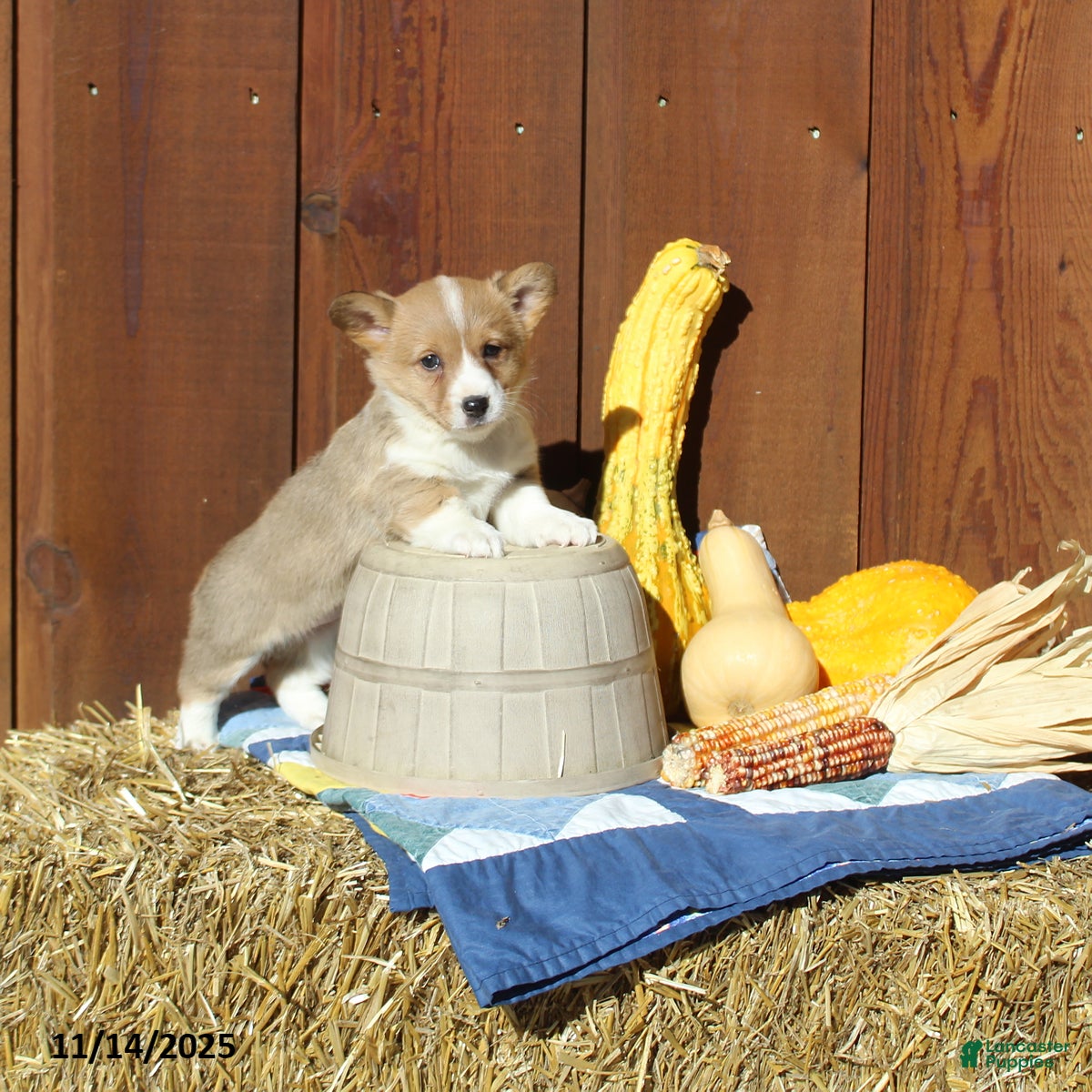 Welsh Corgi Pembroke dogs Macy - Ad 38