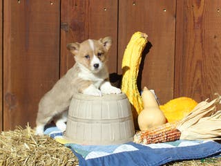 Welsh Corgi Pembroke dogs Macy - Ad 33