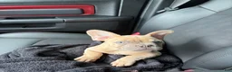 French Bulldog dogs for sale: French Bulldog 1 - Ad 4