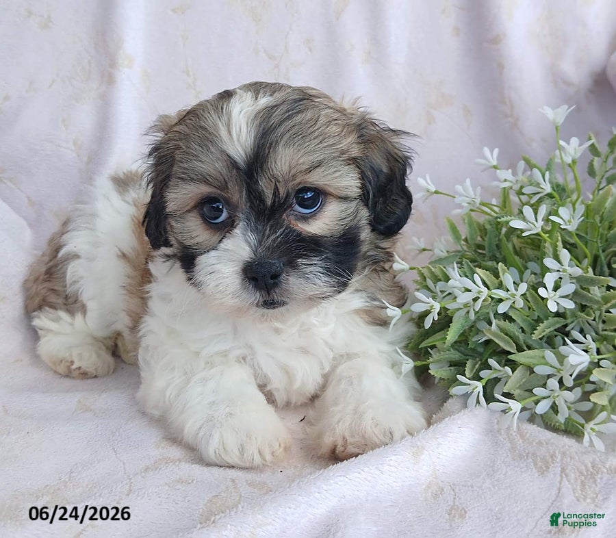 Teddy Bear dogs Emerald - Ad 2