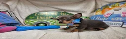 Chihuahua dogs for sale: Astro-nut  - Ad 2