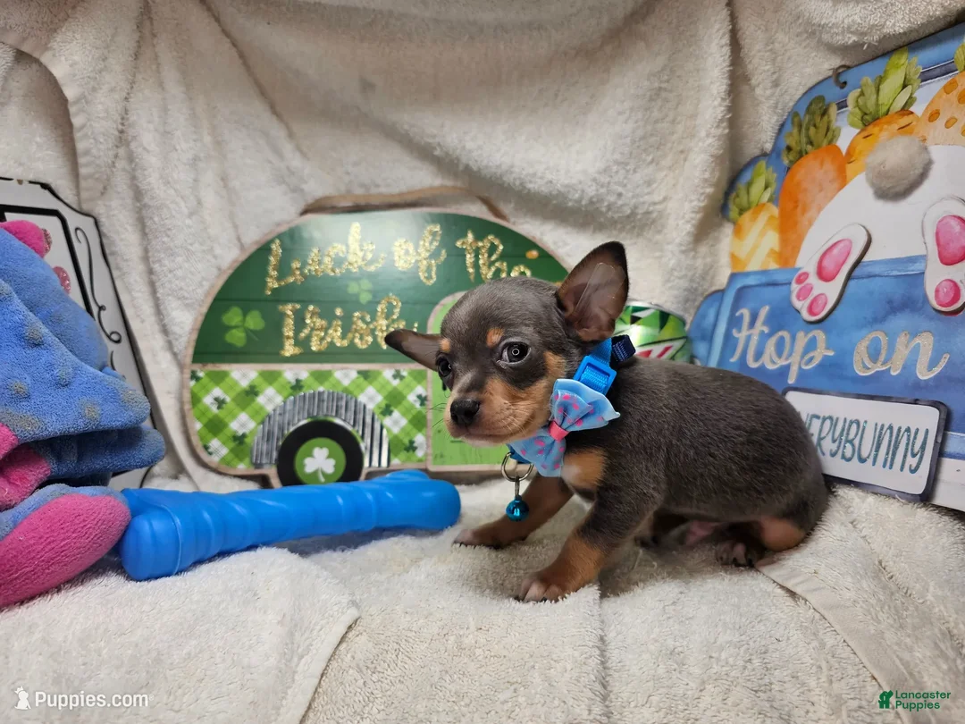 Chihuahua dogs for sale: Astro-nut  - Ad 2